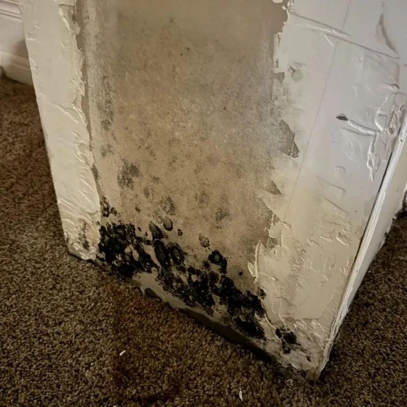 Professional Mold Removal in Weaverville, CA